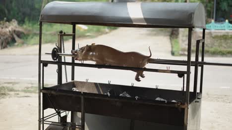 roasted pig on a rotisserie