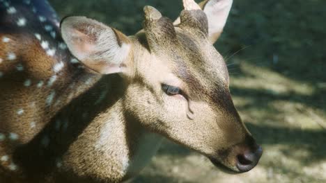 4K-Cinematic-slow-motion-wildlife-nature-footage-of-a-spotted-deer-from-up-close-in-the-middle-of-the-jungle-in-the-mountains-of-Phuket,-Thailand-on-a-sunny-day