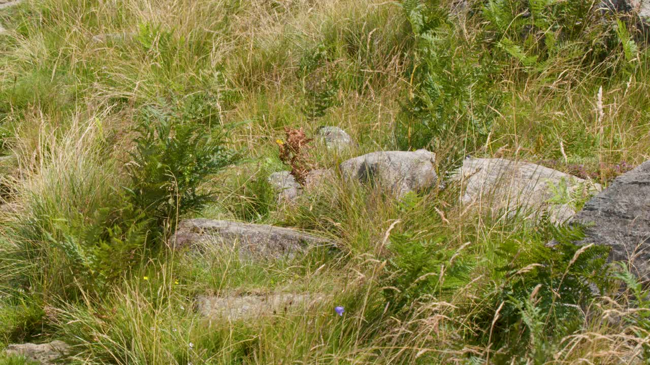 Individual walks uphill on stone path through grassy landscape, daylight, steady camera, summer setting