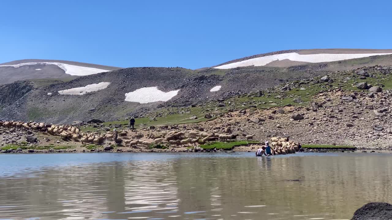 양 떼가 호수에 들어가 강을 건너 물속에서 헤엄치다 그들의 젖은 털을 씻다 이란의 유목민들에 의해 아르다빌 사발란 눈 산 자연 고지 풍경