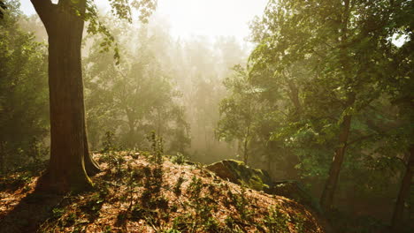 Forest-of-Trees-illuminated-by-sunbeams-through-fog