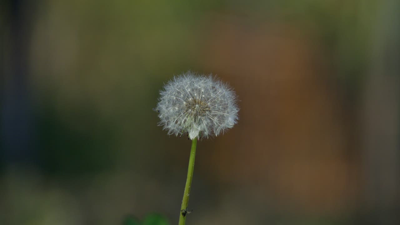 diente de león de cerca ligeramente movido por la brisa del viento