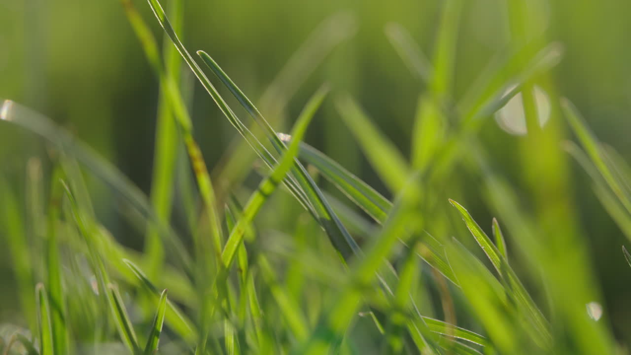 primer plano de la hierba