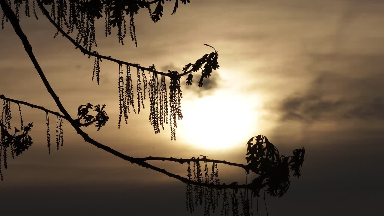구름이 가득 찬 일몰 을 배경 으로 오크 가지 의 실루 ⁇  의 빠른 속도 타임  ⁇ 스