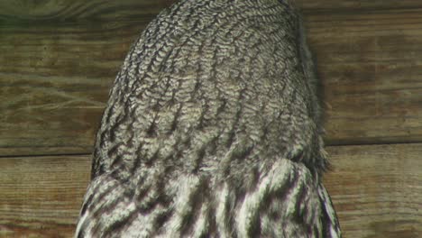 close up shot of an owls head in motion