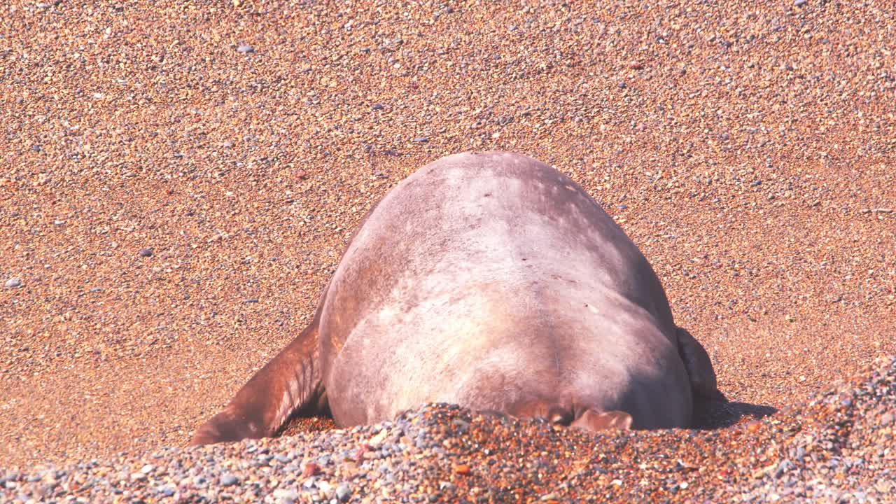 거대한 코끼리 해바라기는 모래 해변의 경사 아래로 이동하여 바다를 향해 움직입니다.