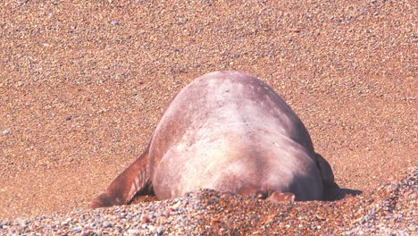 enorme foca elefante que se mueve por la ladera de la playa de arena para moverse hacia el mar en un movimiento galumping