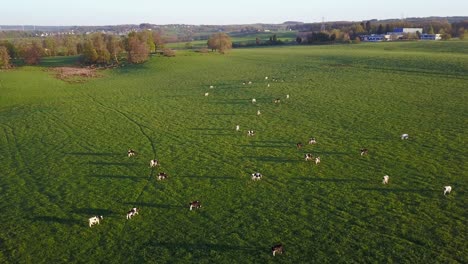 Vacas-Pastando-En-Campos-Verdes-Escoceses.-Aéreo-Hacia-Adelante