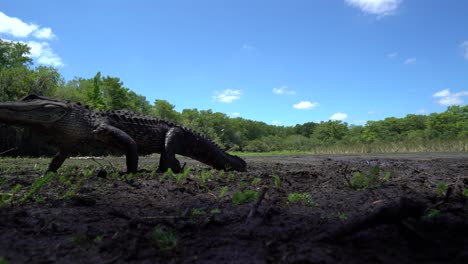un caimán se levanta y camina por los everglades de florida