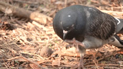 Pigeon in a Forest
