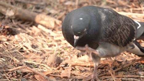 pigeon in a forest