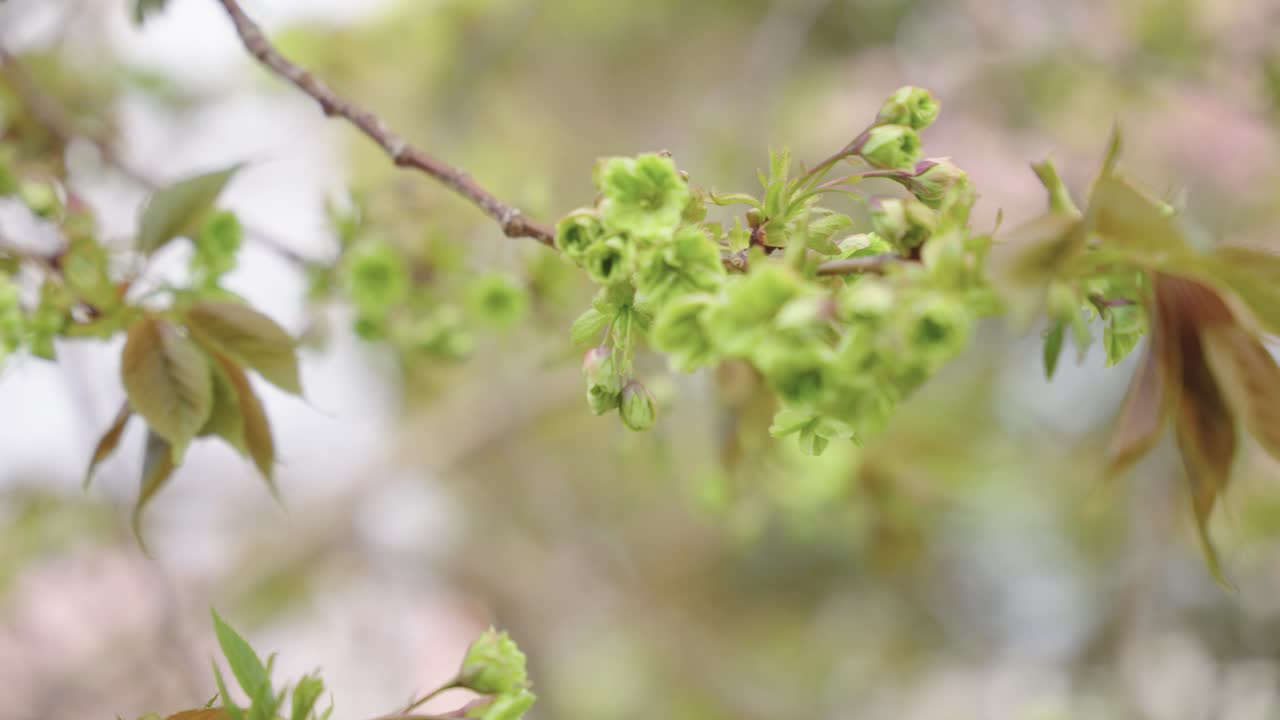 Rare Green Petal Sakura Flowers in Osaka Mint Gardens, Spring in Japan