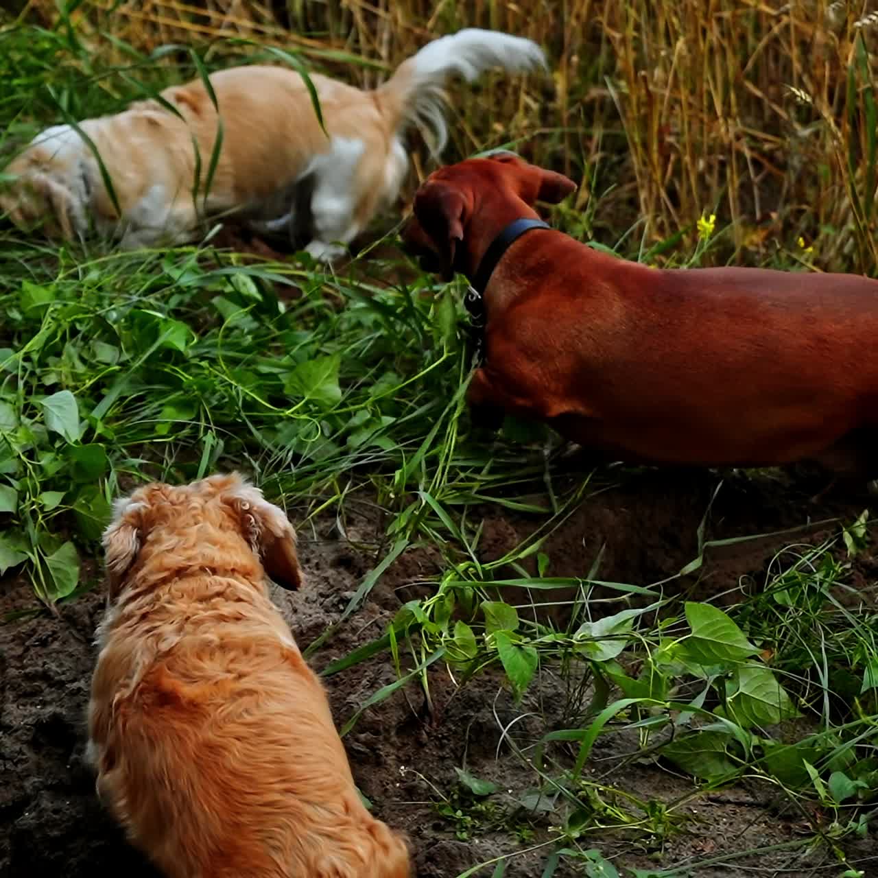 Funny dogs on field. Group of well-groomed domestic animals walking on the ground and digging holes. Top view.