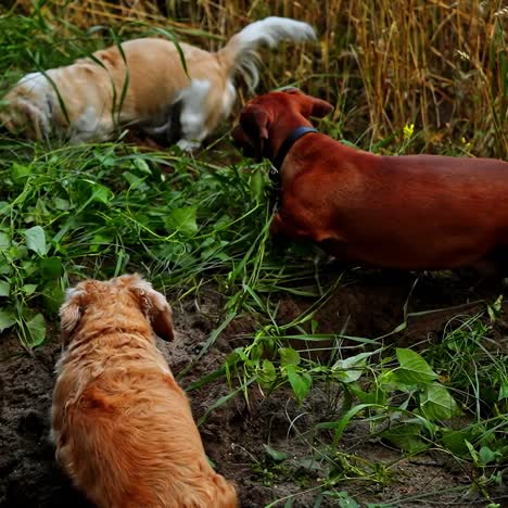 funny dogs on field. group of well-groomed domestic animals walking on the ground and digging holes. top view.