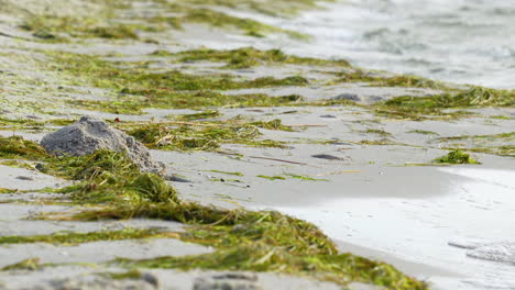 Seaweed-strewn-across-a-sandy-beach-with-gentle-waves-in-the-background