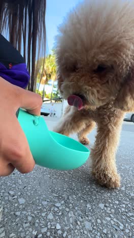 person feeding a fluffy poodle