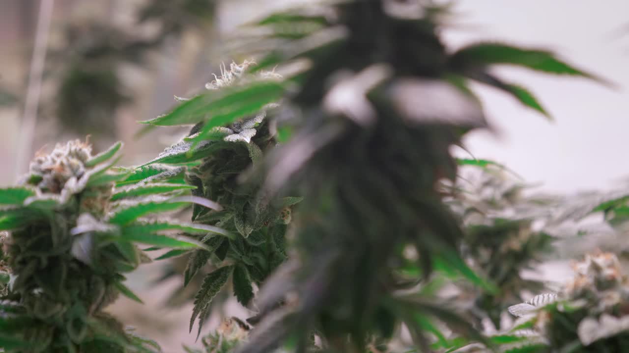 개화 단계에서 성장 텐트에서 자라는 대마초 식물의 샷