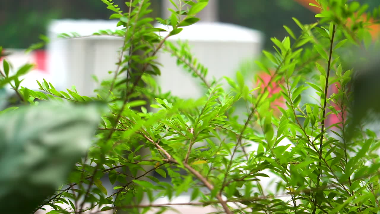 trabajo en la carretera blanco fuera de foco el camión de caja pasa por la calle en cámara lenta con hojas verdes brillantes en primer plano en foco
