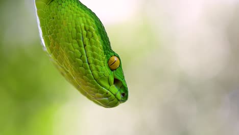 la víbora de labios blancos es una víbora venenosa endémica del sudeste asiático y a menudo se encuentra durante la noche esperando en una rama o rama de un árbol cerca de un cuerpo de agua con muchos alimentos