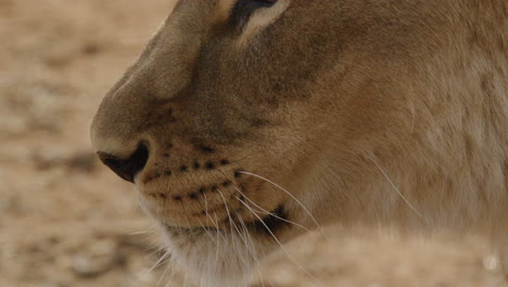 Leona-Africana-De-Cerca-Lamiendo-Labios-Cámara-Lenta