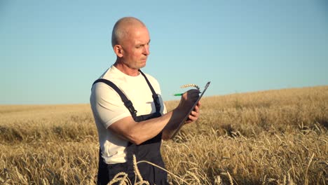 agricultor sénior inspecciona el crecimiento del trigo. concepto de tecnologías digitales en la agricultura