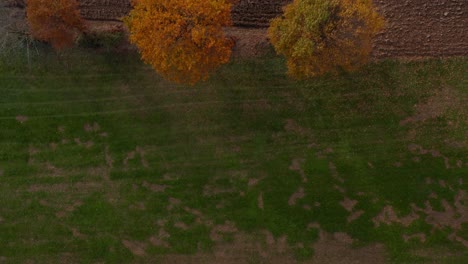 Vista-Aérea-De-Arriba-Hacia-Abajo-Del-Campo-Agrícola-Arado-Y-árboles-De-Colores-Otoñales