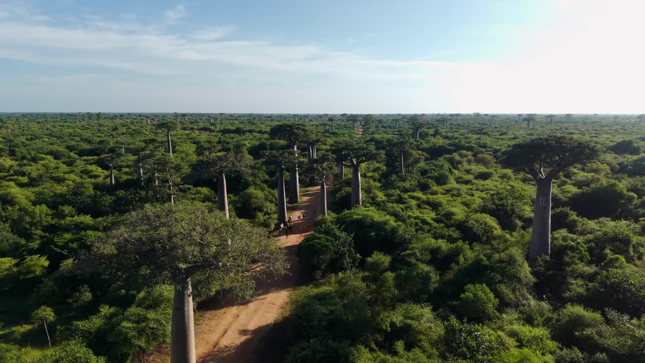 Bu nefes kesici havadan drone çekimi, Afrika'daki Madagaskar'ın büyüleyici manzaralarında, uzak bir toprak yol boyunca uzanan görkemli baobab ağaçlarını güzel mavi bir gökyüzü altında yakalıyor.