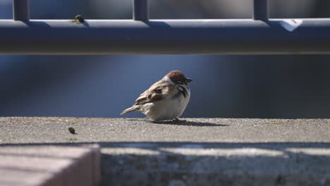 Spatzenvogel,-Der-Auf-Betonoberfläche-Hüpft---Eurasischer-Baumsperlingsvogel,-Der-Sich-An-Einem-Sonnigen-Tag-Aalt