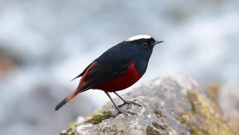 el colirrojo de cabeza blanca es conocido por su hermosa corona blanca, alas de color azul oscuro negruzco y marrón debajo de las plumas y su cola comienza con rojo