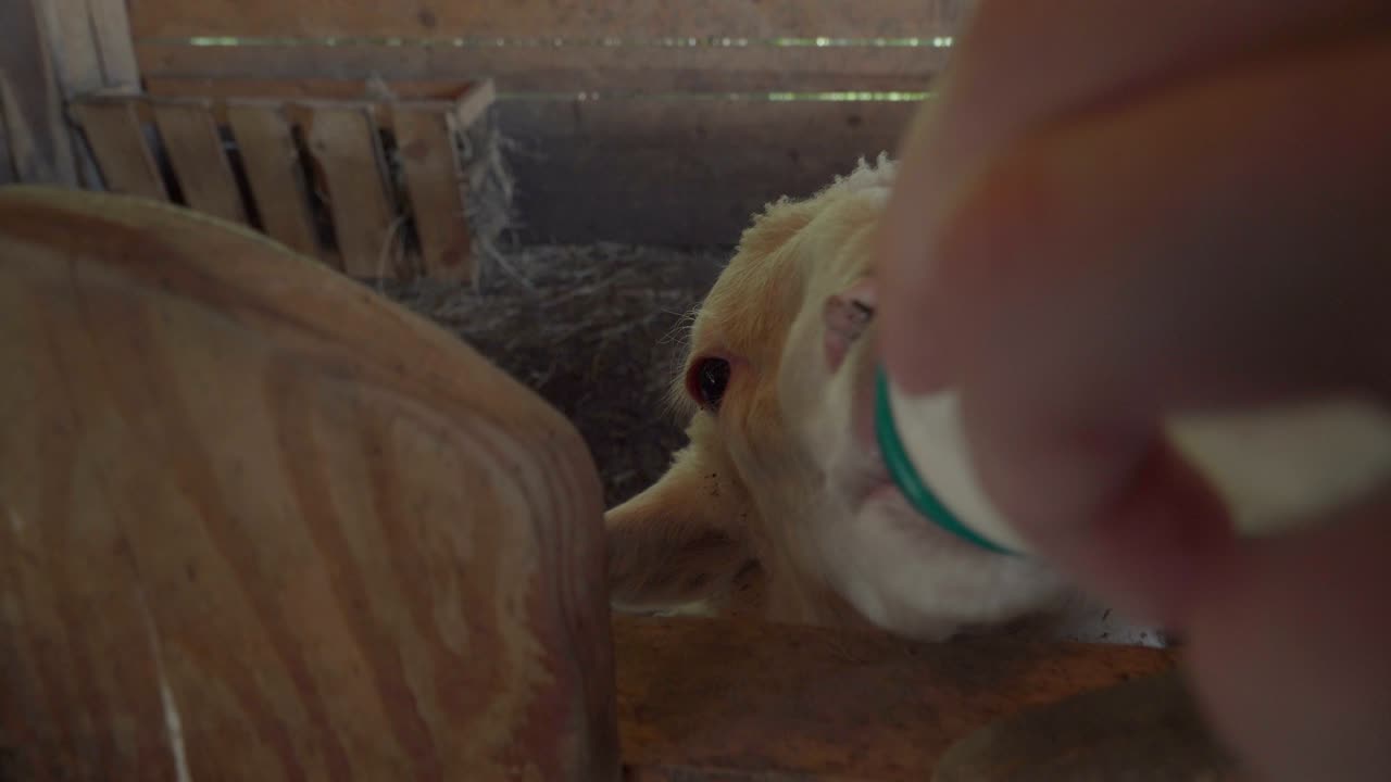 동물원이나 농장에서 염소 새끼를 먹이는 사람들