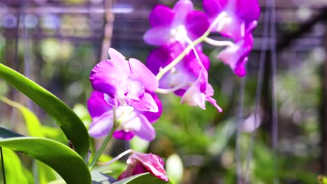orquídeas vibrantes se balancean suavemente en el mercado de bangkok