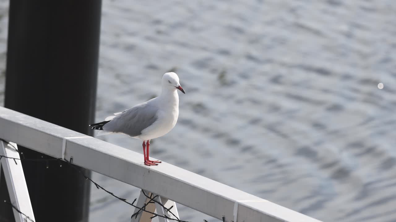 la gaviota de pie quieto, observando el entorno