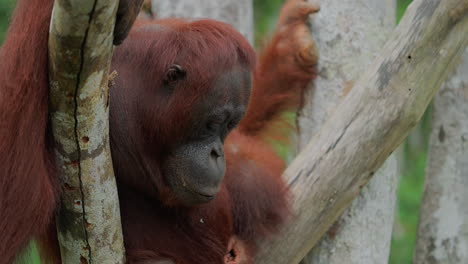 orangutan in a tree