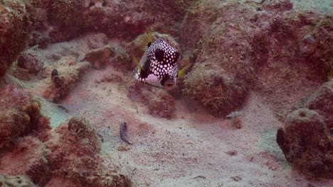 Gefleckter-Kofferfisch-Kommt-Nach-Vorne