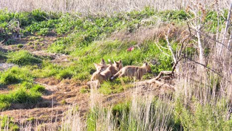 red fox kits play, wrestle and nurse mother's milk