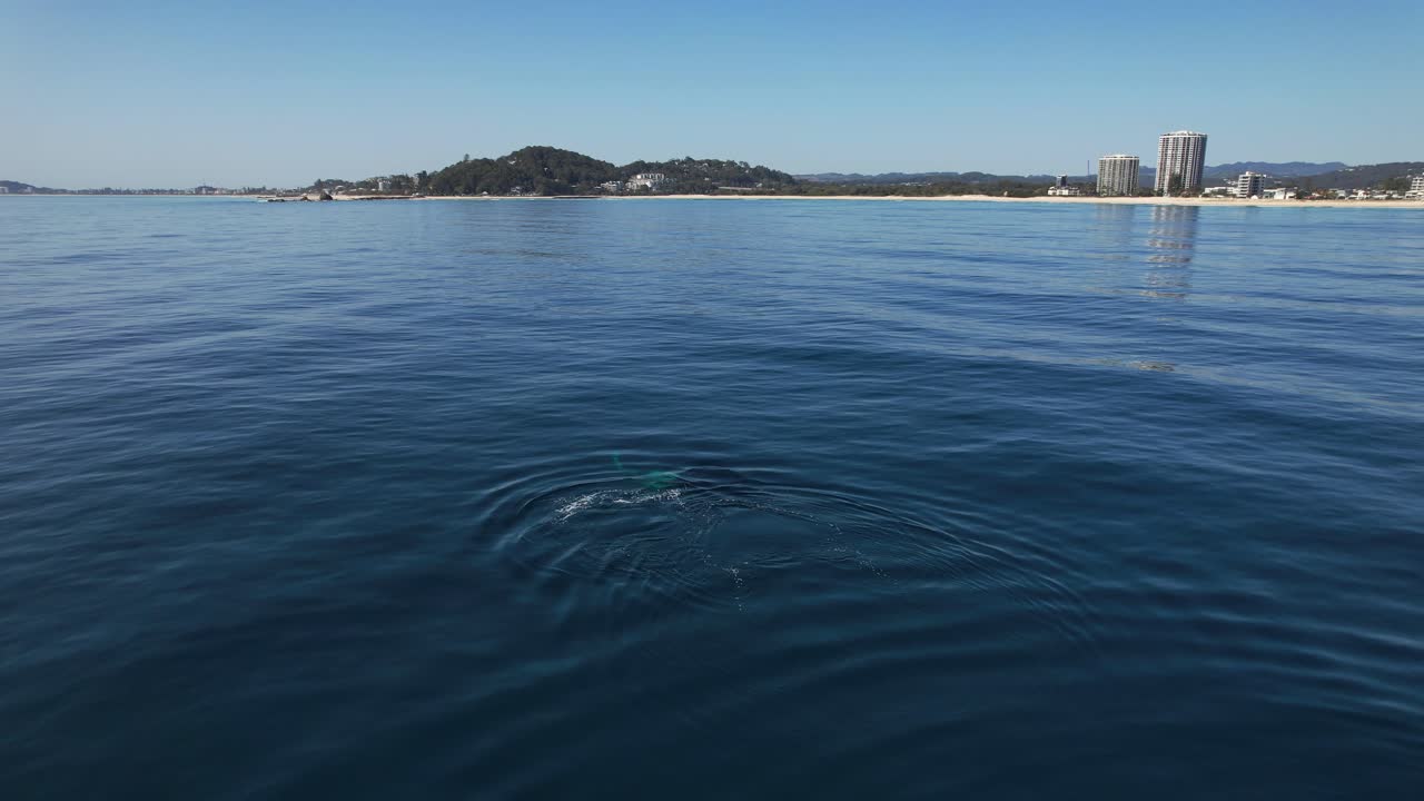 Humpback Whales In The Sea In Palm Beach, Gold Coast, QLD, Australia - Drone Shot