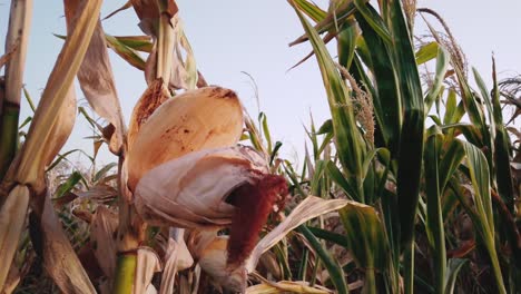 close-up-of-a-dried-corn-hanging-from-the-plant-in-a-dry-corn-crop