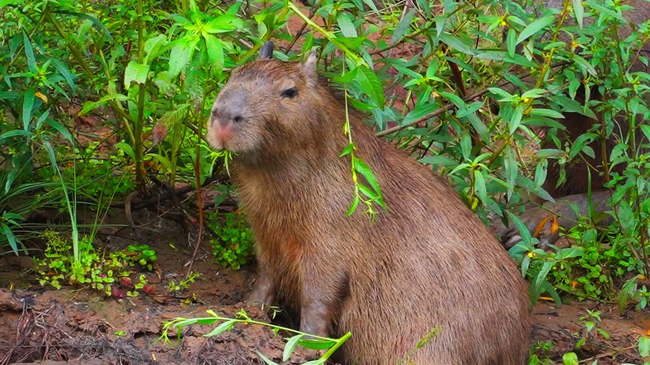 A capybara or Hydrochoerus hydrochaeris chews grass in its habitat in ...