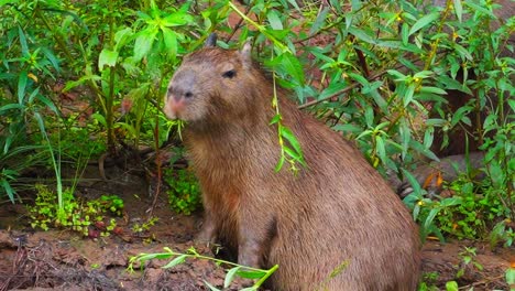 a capybara or hydrochoerus hydrochaeris chews grass in its habitat in tambopata, madre de dios region, peru