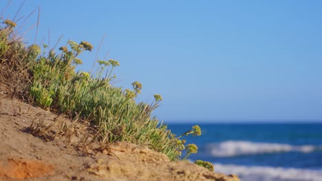 hierba de playa moviéndose suavemente en el cielo azul claro