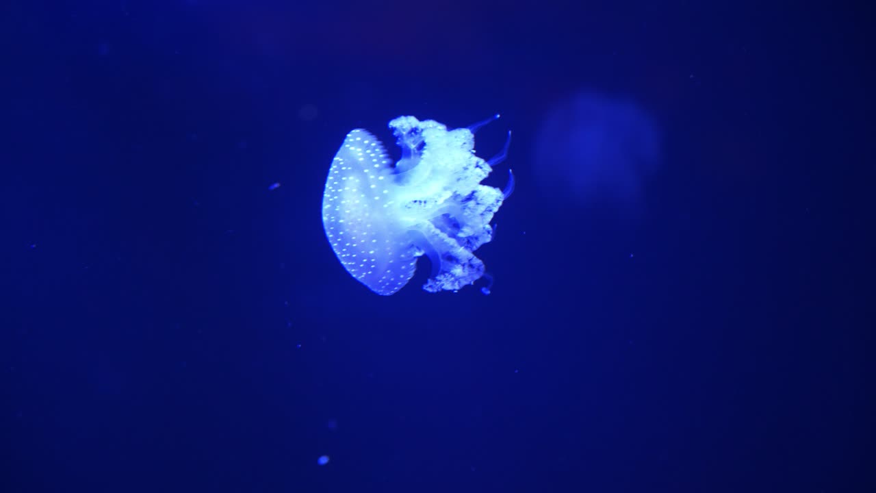 Piccole meduse luminose al neon che si muovono con grazia nelle profonde acque blu scuro.
