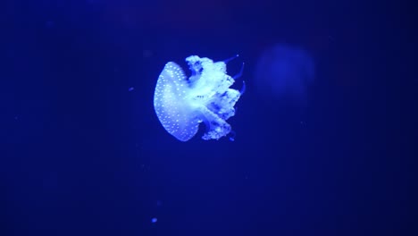 small neon glowing jellyfish gracefully moving around dark blue deep sea water