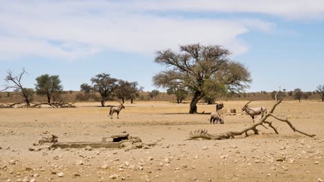 wide angle view of black-backed jackals and gemsbok by waterhole in desert