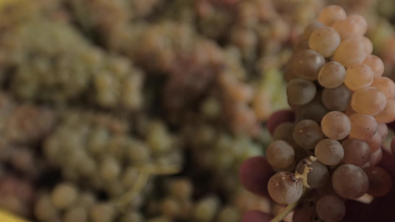 손으로 검사하는 그린 와인 포도 - 그들을 들고