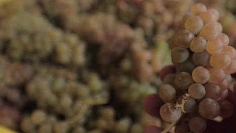 uvas de vino verde de cerca con inspección manual - sosteniéndolas
