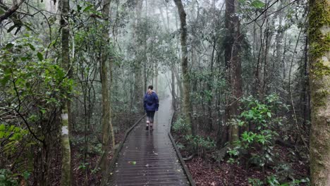 female hiker on a nature walk along a timber boardwalk fades into a misty and foggy rainforest setting