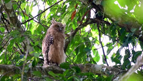 the buffy fish owl is a big owl and yet the smallest among the four fish owls