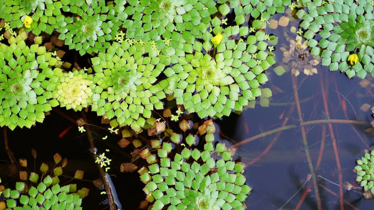 작은 물고기가 수영하는 연못에서 떠다니는 기하학적 수풀 잎의 아름다운 특별한 종의 4k