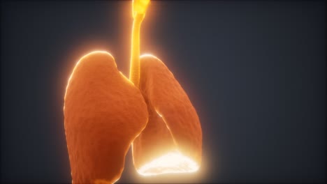 animación en 3d de los pulmones humanos