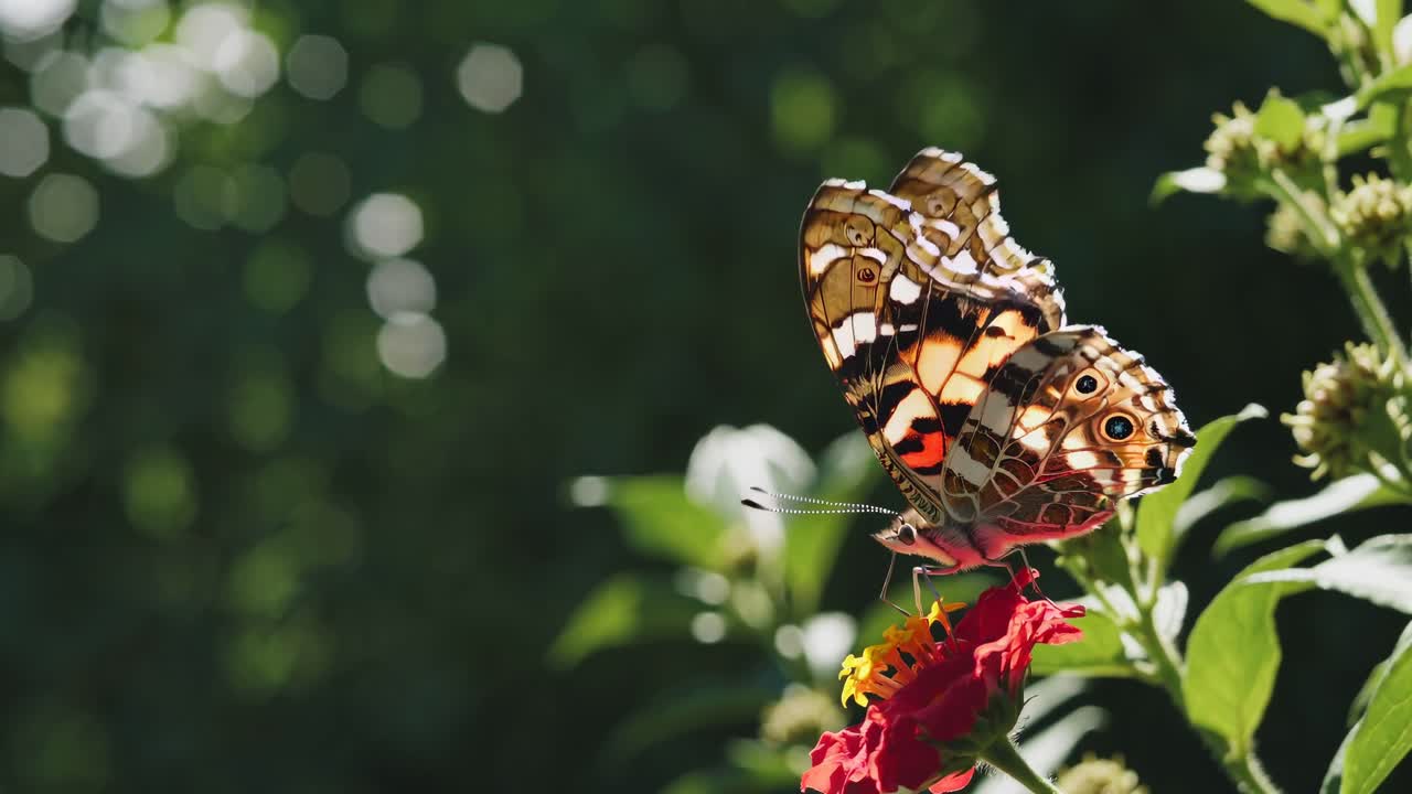 Video ravvicinato di una farfalla su un fiore, ripreso da un angolo laterale